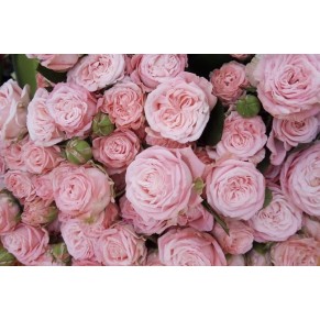 Роза Мадам Бомбастик