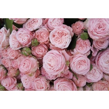 Роза Мадам Бомбастик