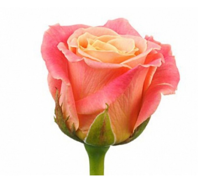 Роза Міс Піггі