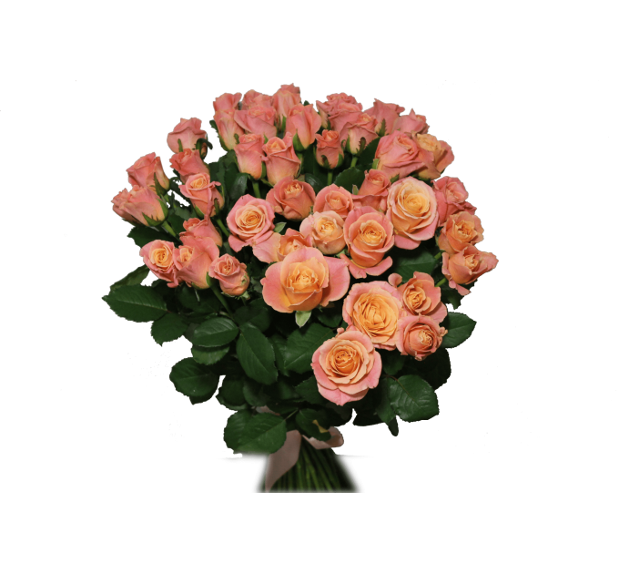 Роза Міс Піггі