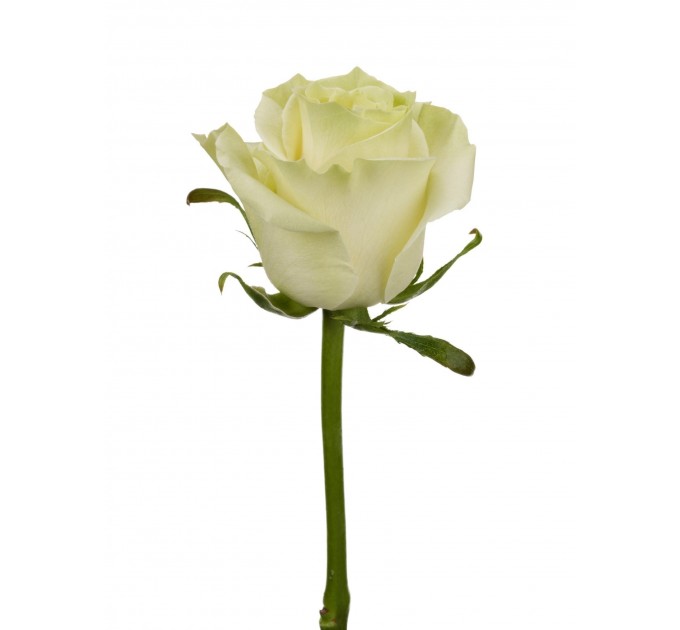 Роза Мондіаль - Еквадор