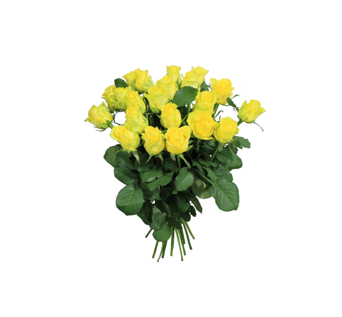 Роза Пенні Лейн