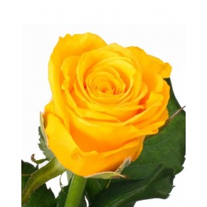 Роза Пенні Лейн