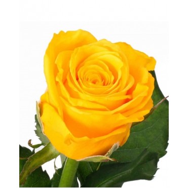 Роза Пенні Лейн