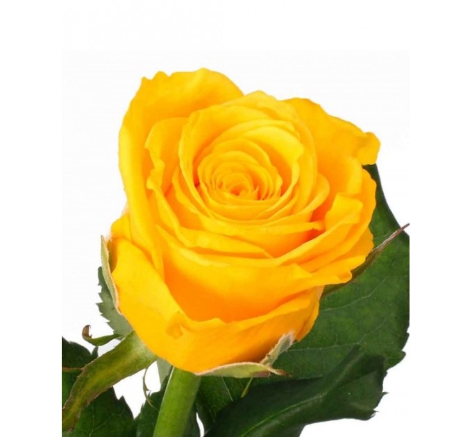 Роза Пенні Лейн