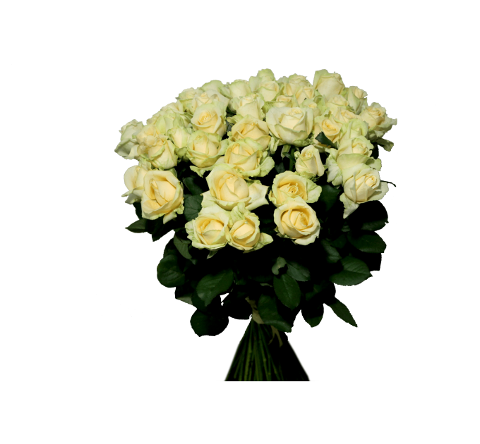 Роза Піч Аваланч