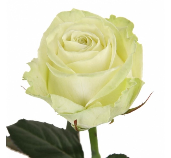 Роза Аваланч