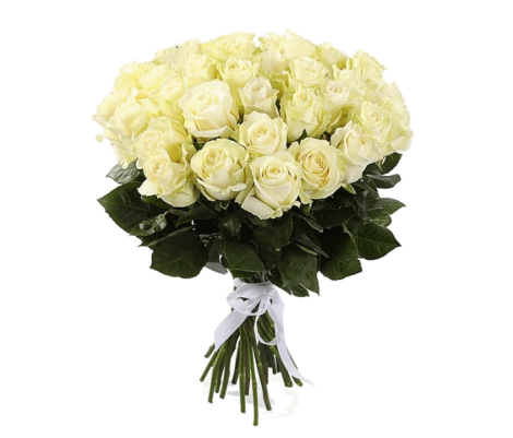 Троянда еквадор