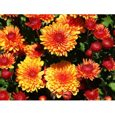 Хризантема