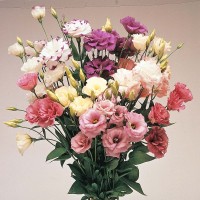 Квіти Квіти