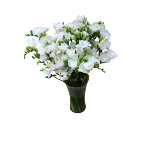 Фрезія біла Фрезія біла