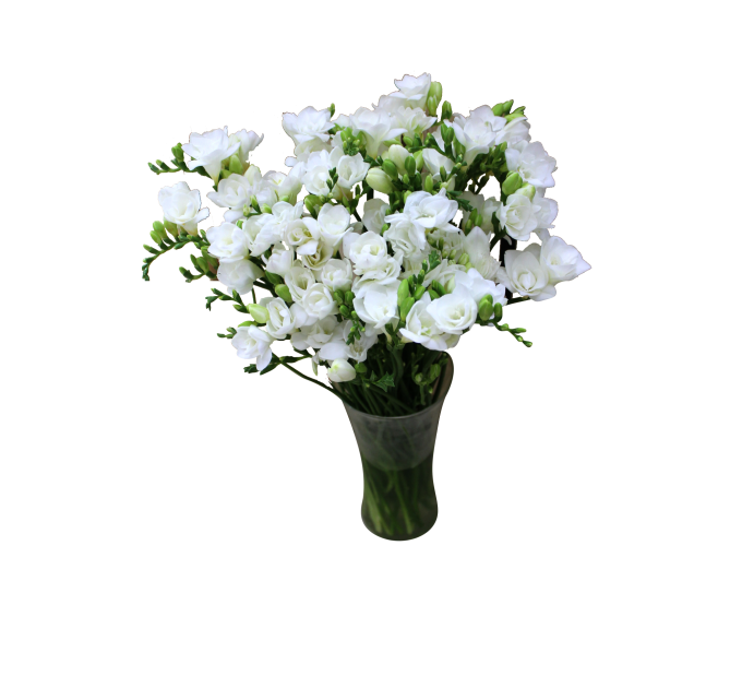 Фрезія біла