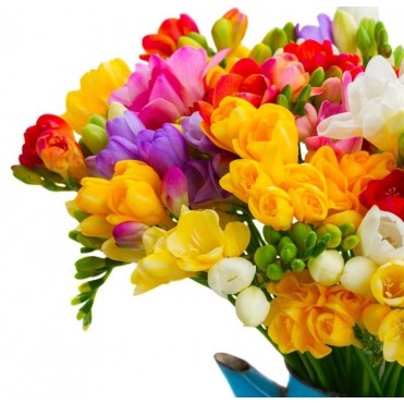 Фрезія біла