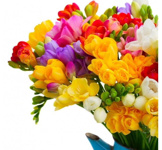 Фрезія біла