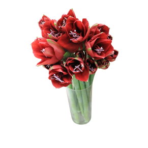 Гіпеаструм