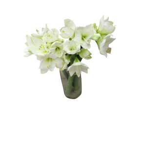 Гіпеаструм Гіпеаструм