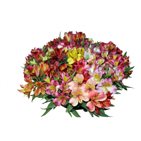 Альстромерія