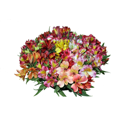 Альстромерія