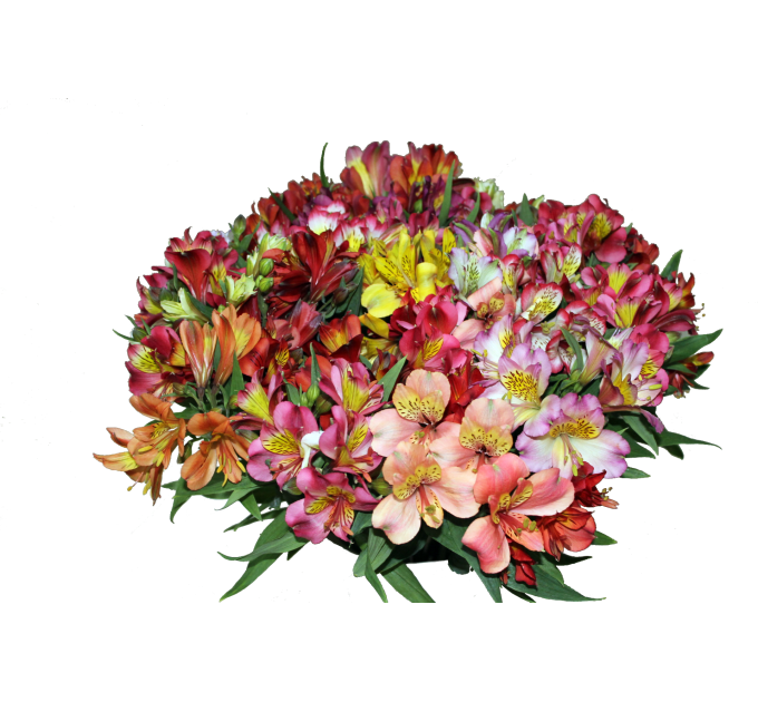 Альстромерия