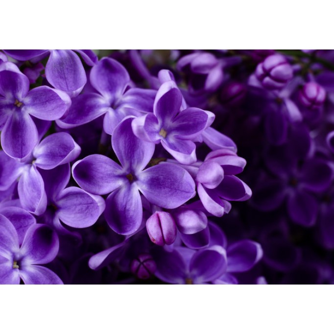 Бузкові квіти, що означає цей колір? Бузкові квіти, що означає цей колір?