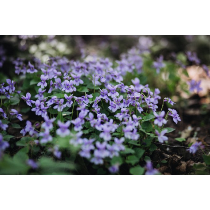 Фіолетові квіти, що означає цей колір? Фіолетові квіти, що означає цей колір?