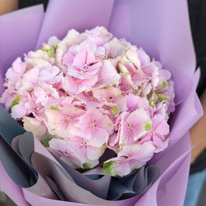 1 гортензія в асортименті 1 гортензія в асортименті