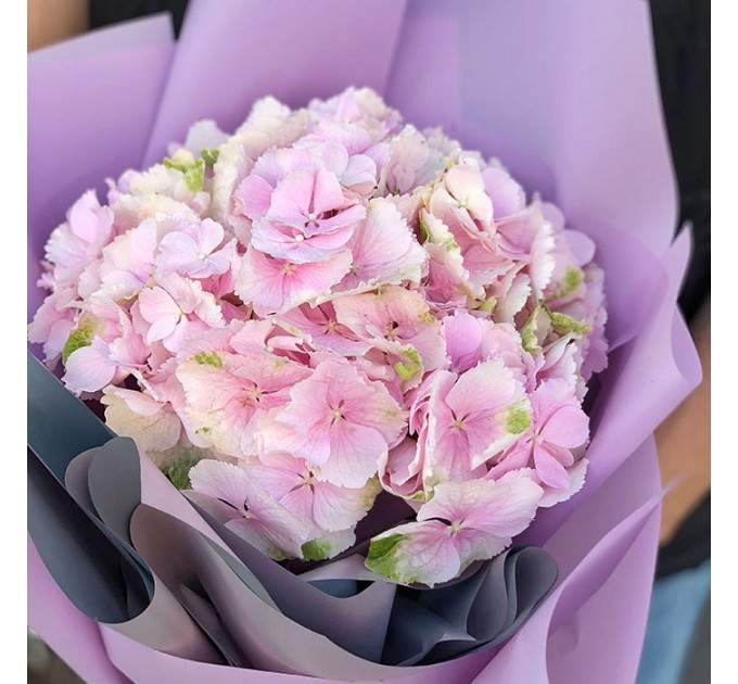 1 гортензія в асортименті