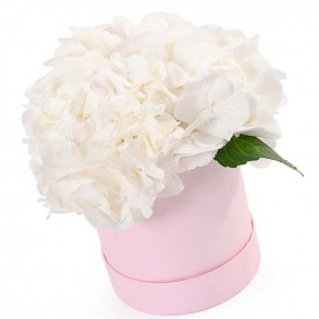 1 гортензія в капелюшної коробки