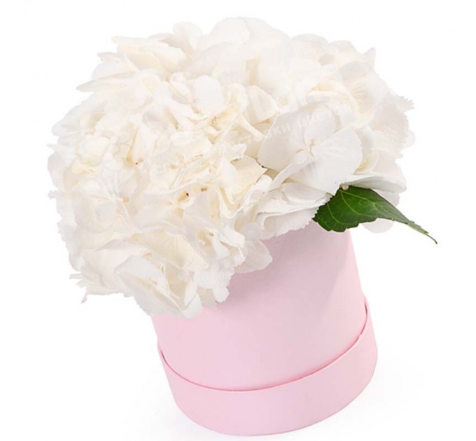 1 гортензия в шляпной коробке