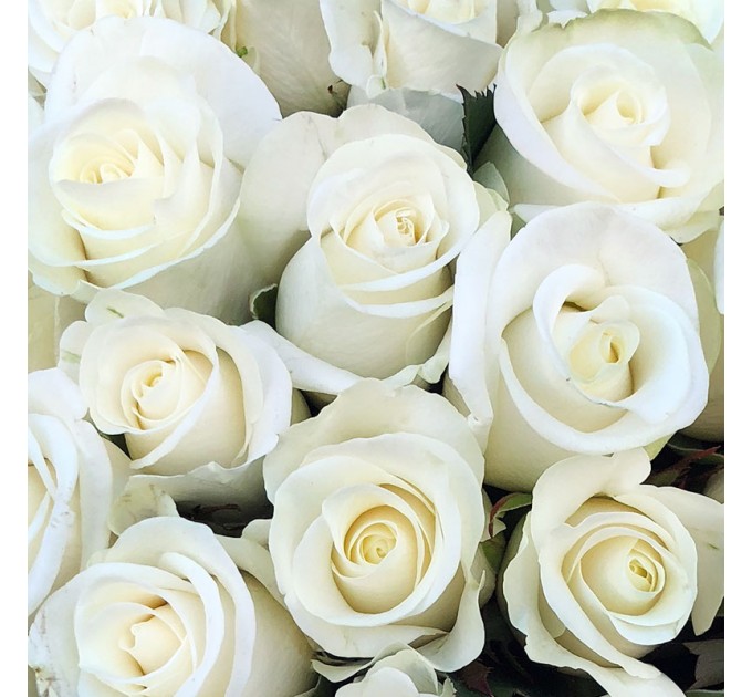 101 біла троянда 50 см Білуга