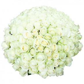 101 біла троянда 60 см Аваланч 101 біла троянда 60 см Аваланч