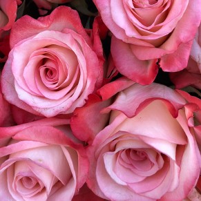 101 еквадорська троянда 60 см в асортименті 101 еквадорська троянда 60 см в асортименті