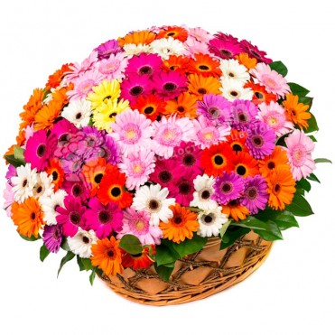 101 гербера микс в корзине