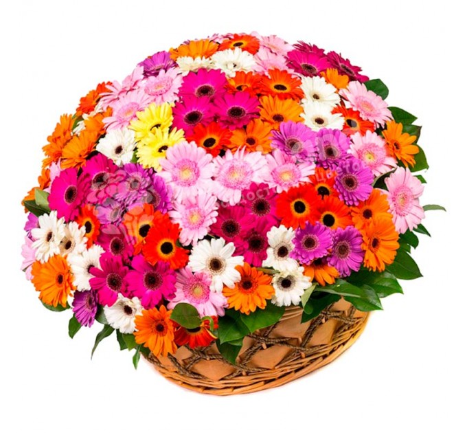 101 гербера микс в корзине