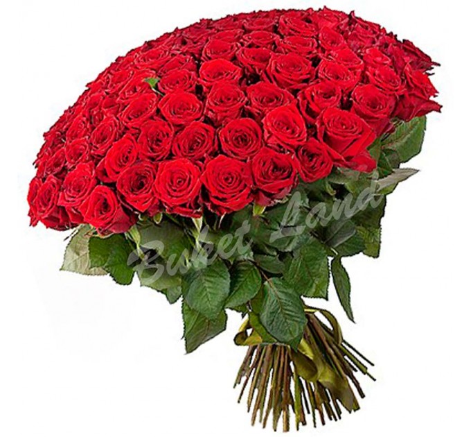 101 красная роза 1 метр