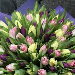 101 тюльпан мікс (3 кольори) 101 тюльпан мікс (3 кольори)