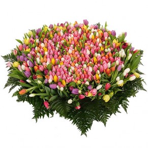 501 разноцветный тюльпан