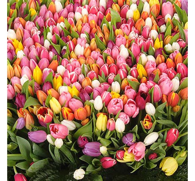 501 різнокольоровий тюльпан