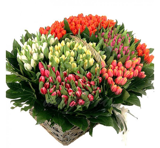 301 різнокольоровий тюльпан