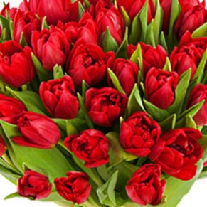 51 червоний тюльпан 51 червоний тюльпан