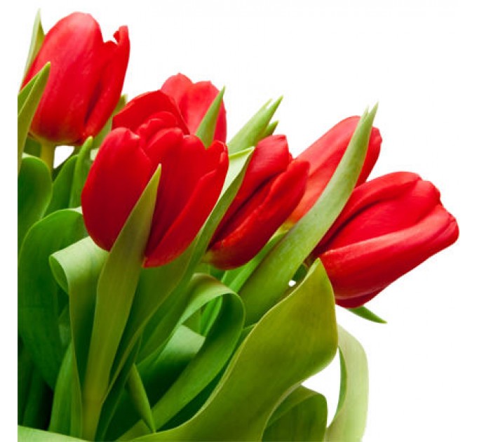 51 червоний тюльпан
