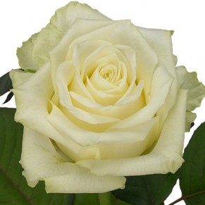 Бізнес букет "Діамант" Аваланч 60 см 21 троянда Бізнес букет "Діамант" Аваланч 60 см 21 троянда