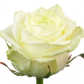 Бизнес букет "Диамант" Аваланч 60 см 21 роза