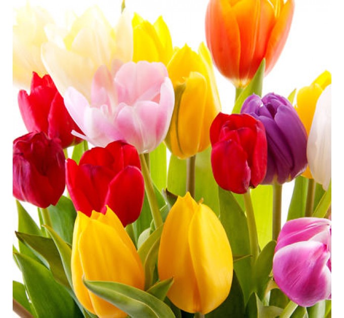 Корзина "101 яркий тюльпан"