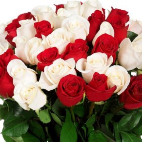 51 червона та біла троянда Еквадор 90-100 см 51 червона та біла троянда Еквадор 90-100 см