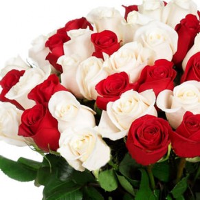 51 красная и белая роза Эквадор 90-100 см