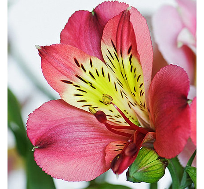 101 альстромерія