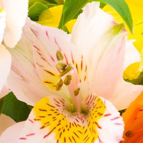 101 альстромерія 101 альстромерія