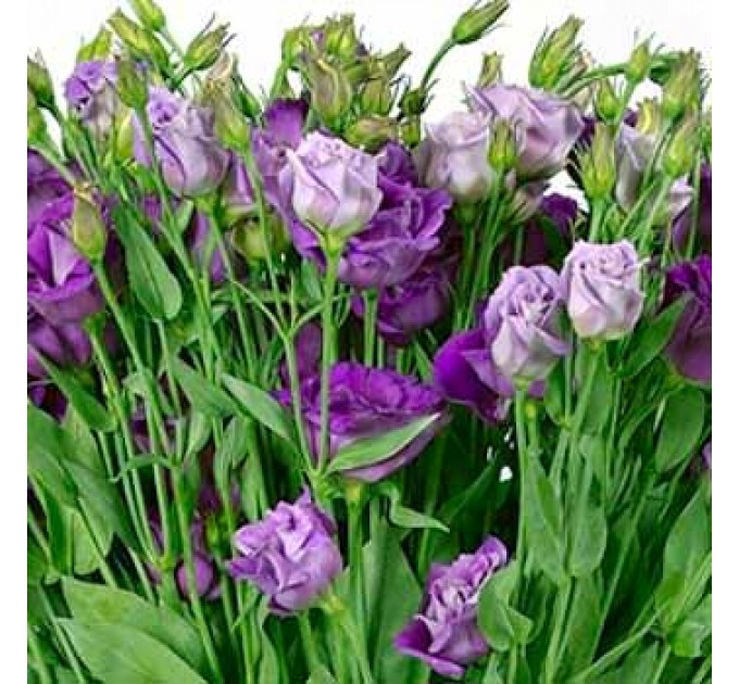 Букет из эустомы "Мираж"