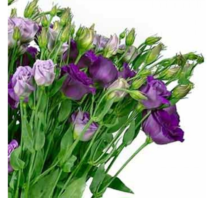 Букет из эустомы "Мираж"